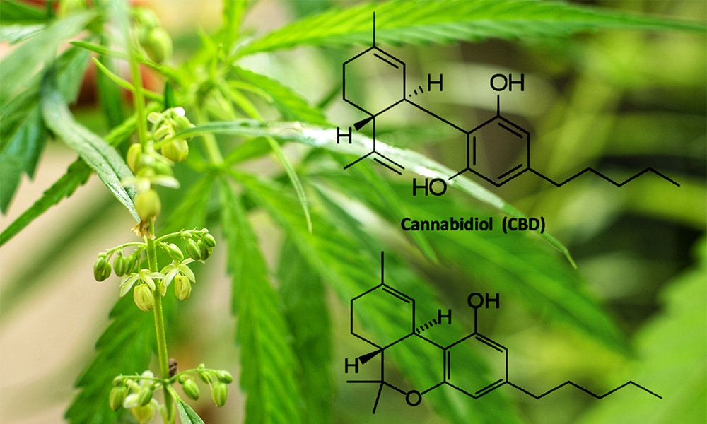 cannabinoid chemistry