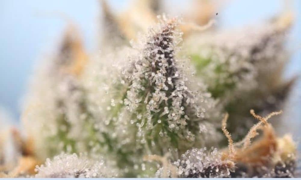 trichomes